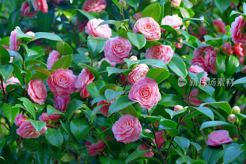 山茶花/日本山茶花花:红色，粉红色和白色